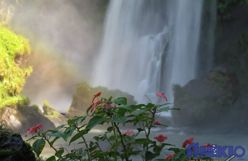 Flowers in the Falls